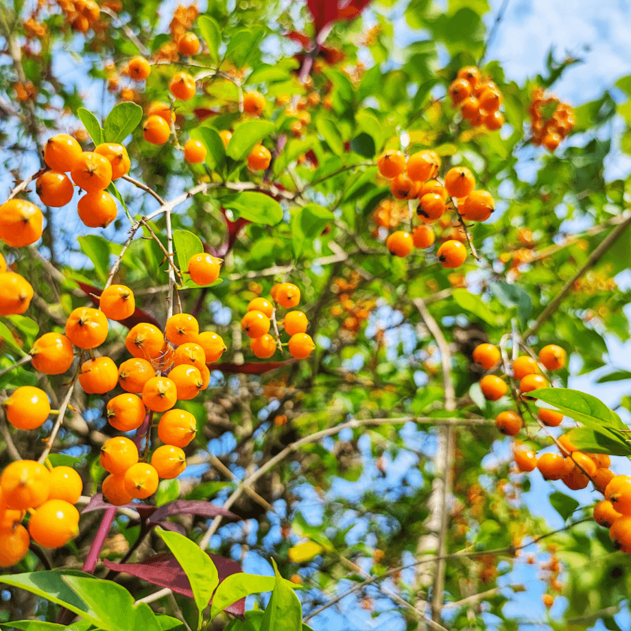 Durantea seeds agrotechnic growing guide