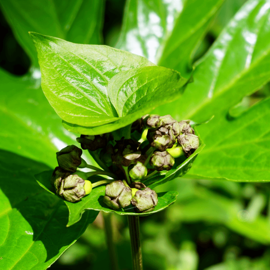 Takka palmata seeds agrotechnic growing guide