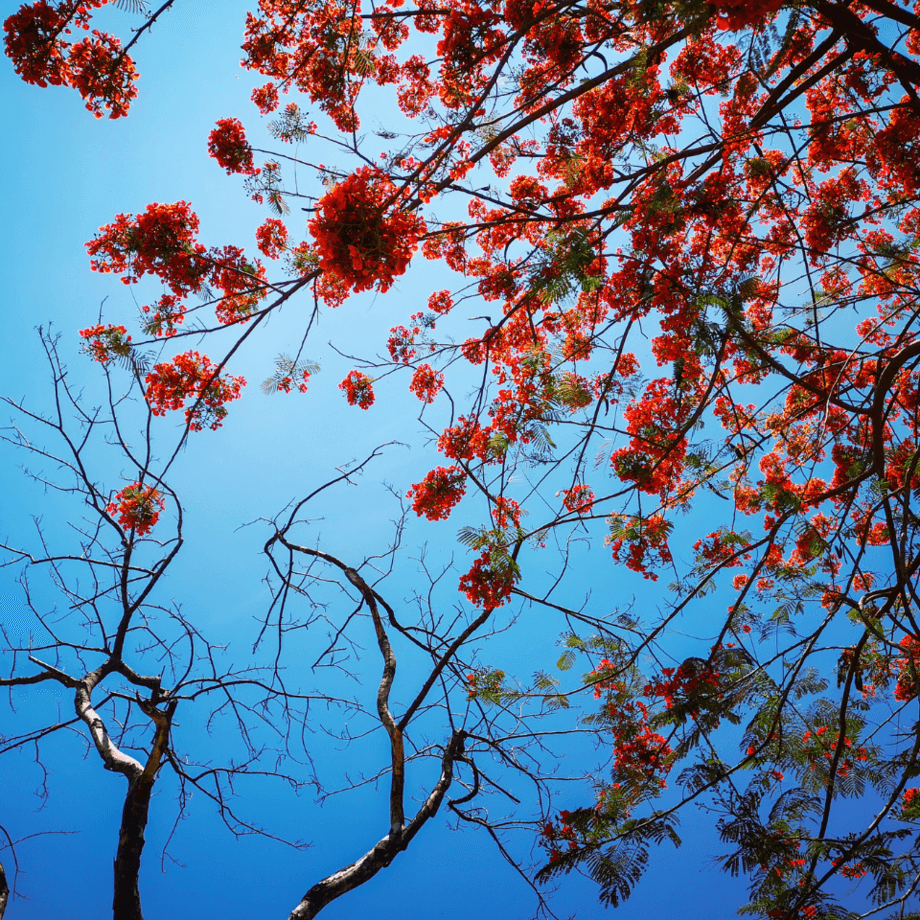 Caesalpinia Pulcherrima seeds agrotechnic growing guide