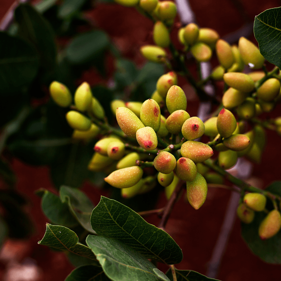 Pistachio seeds agrotechnic growing guide