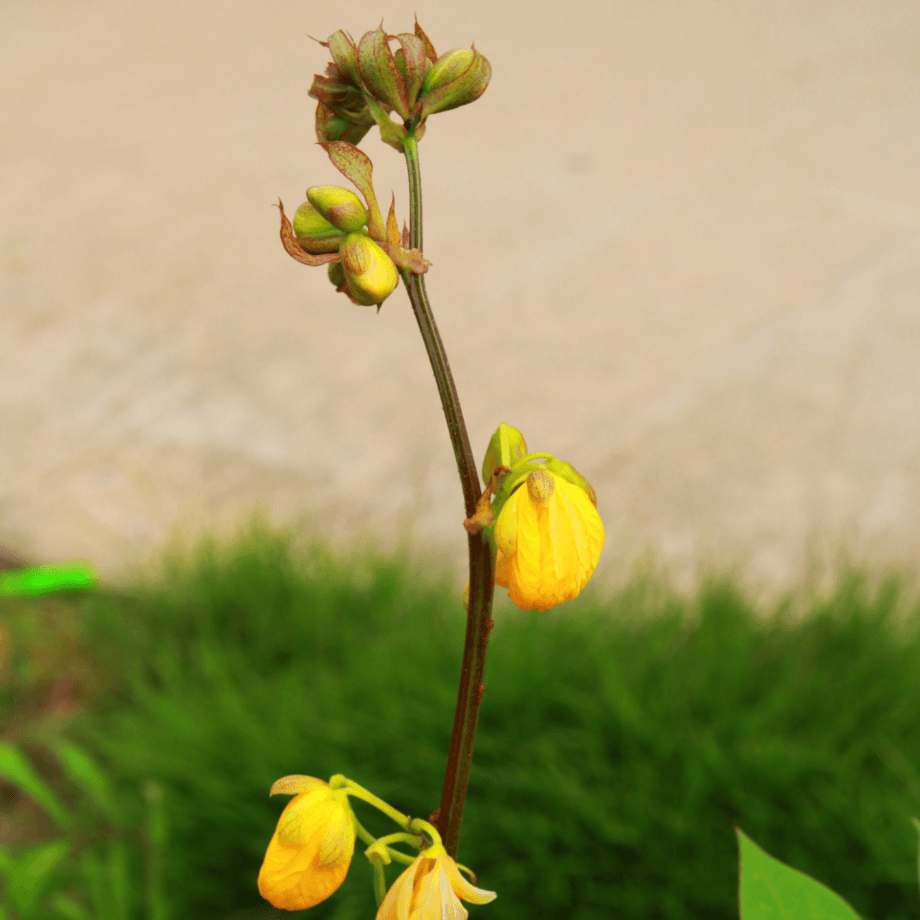 Sesbania seeds agrotechnic growing guide