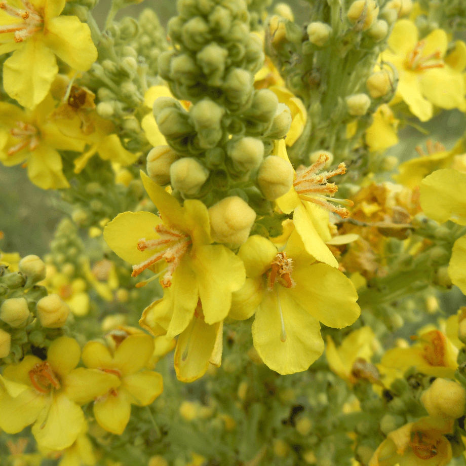 Mullein seeds agrotechnic growing guide