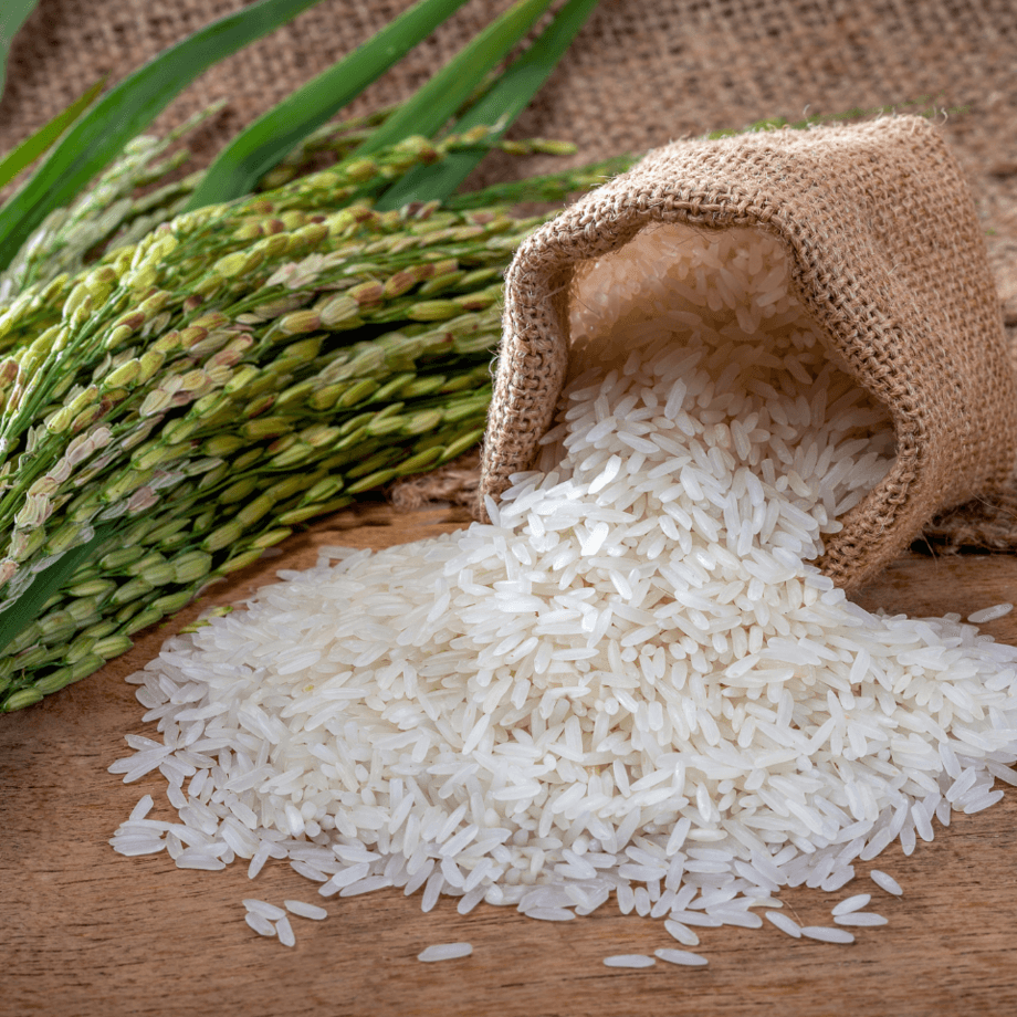 Rice seeds agrotechnic growing guide