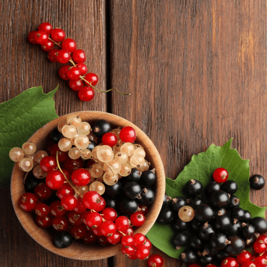 Currant seeds agrotechnic growing guide