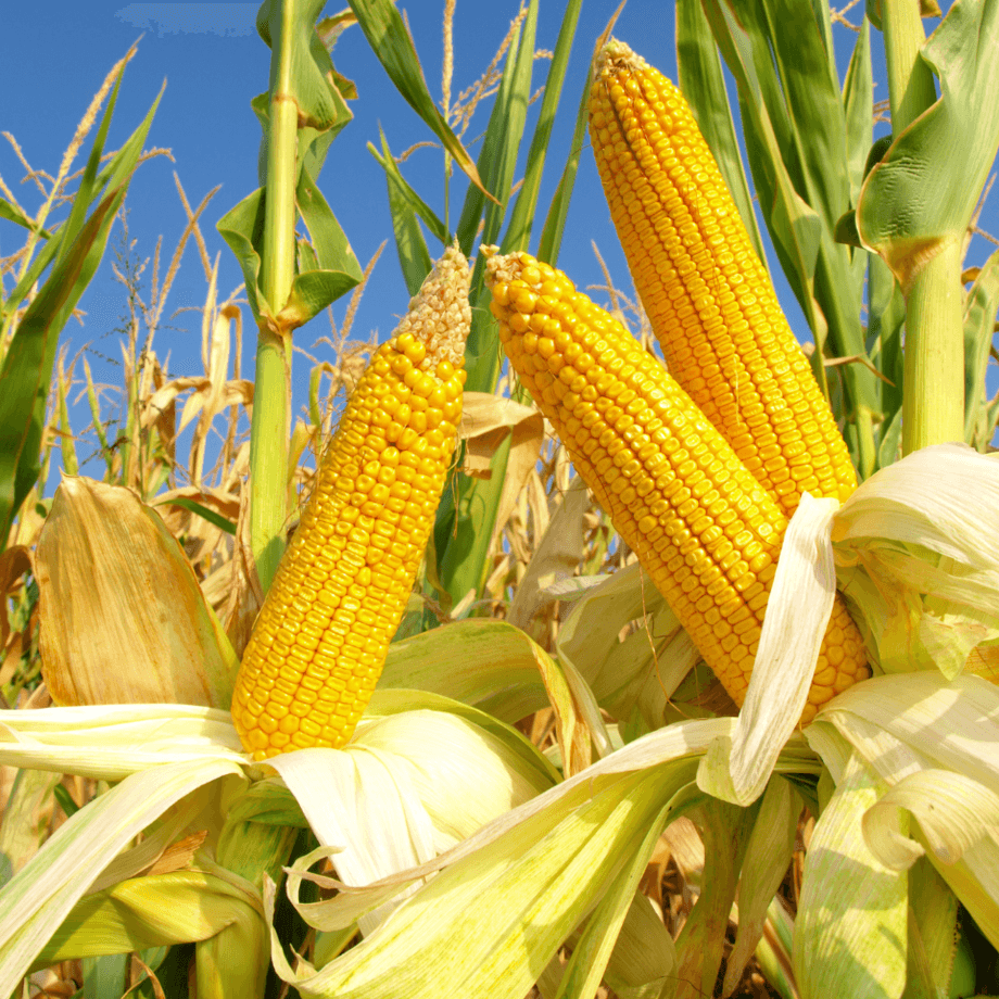 Corn seeds agrotechnic growing guide
