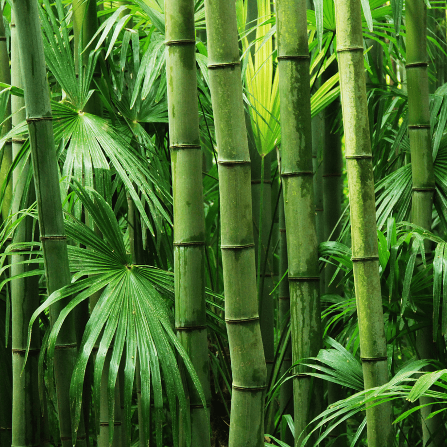 Bambusa seeds agrotechnic growing guide
