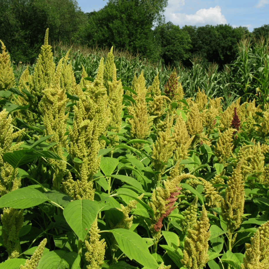 Amaranth seeds agrotechnic growing guide
