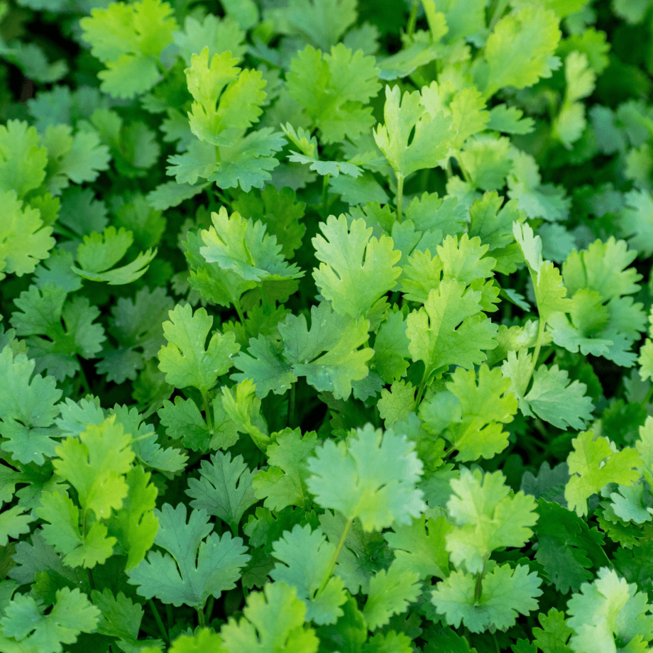 Coriander seeds agrotechnic growing guide