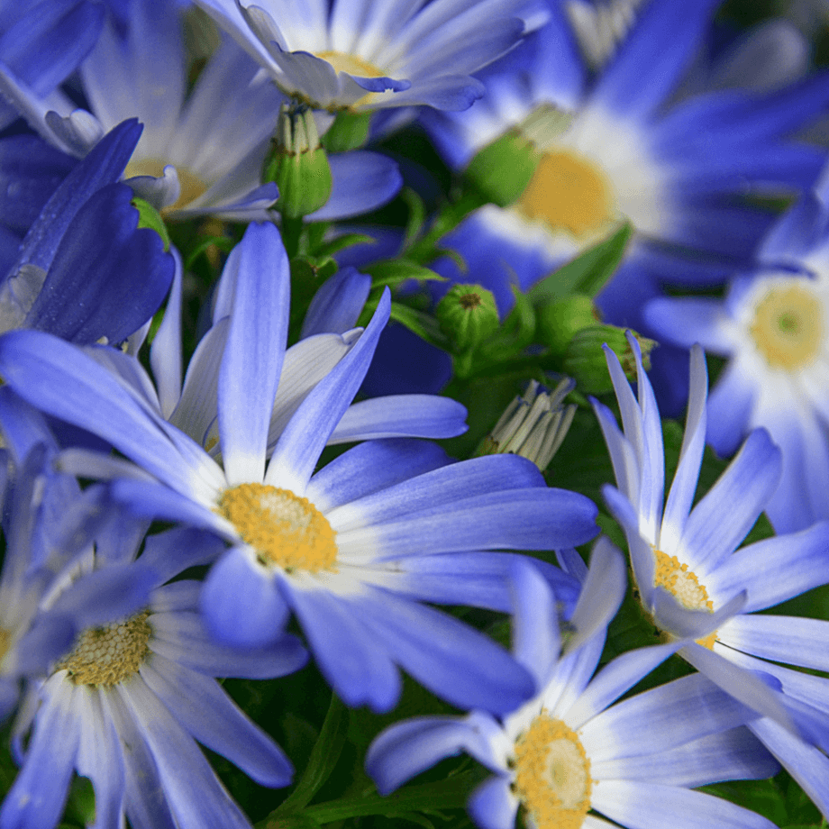 Pericallis hybrida seeds agrotechnic growing guide