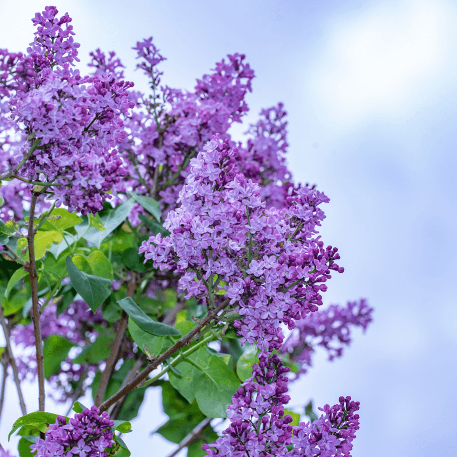 Syringa × chinensis seeds agrotechnic growing guide