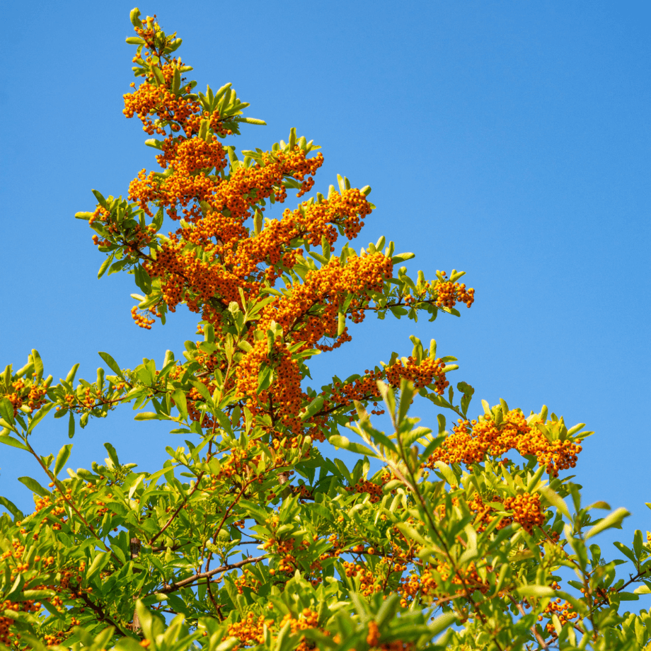 Pyracantha seeds agrotechnic growing guide