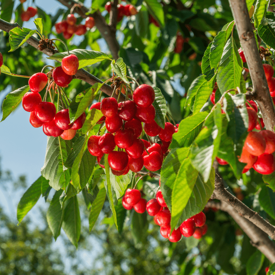 Cherry seeds agrotechnic growing guide