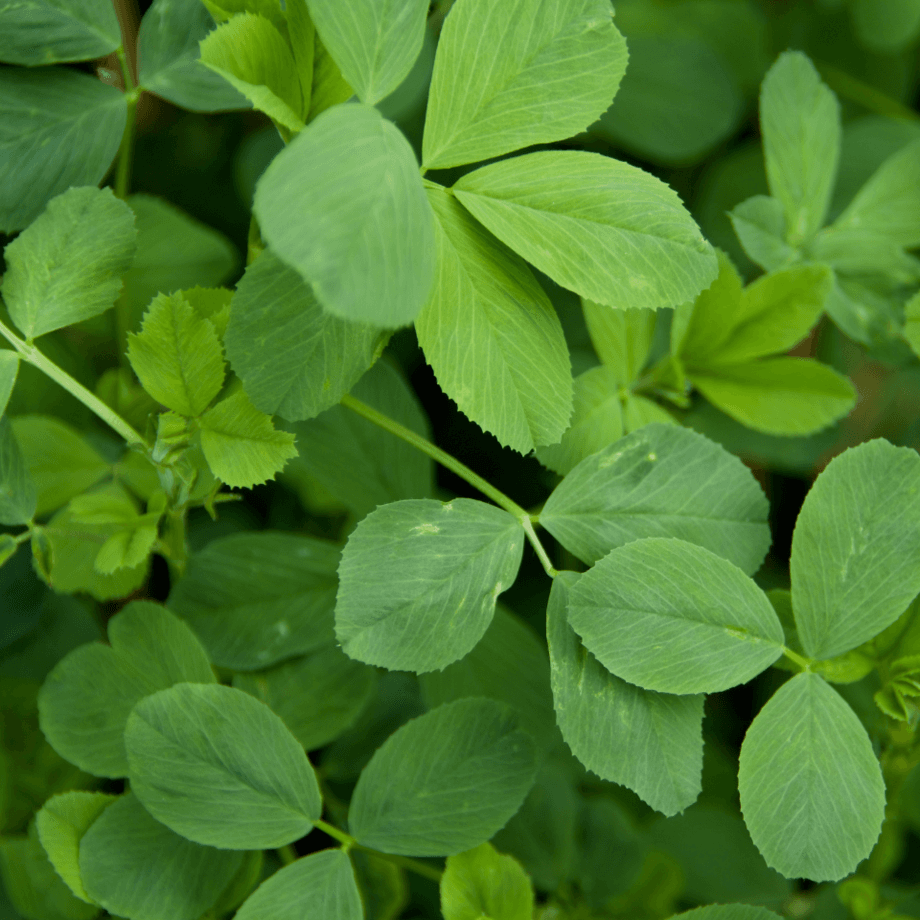 Lucerna seeds agrotechnic growing guide