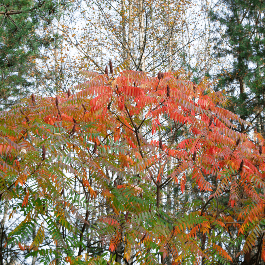 Ailanthus seeds agrotechnic growing guide