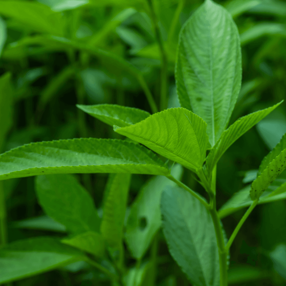 Corchorus olitorius seeds agrotechnic growing guide