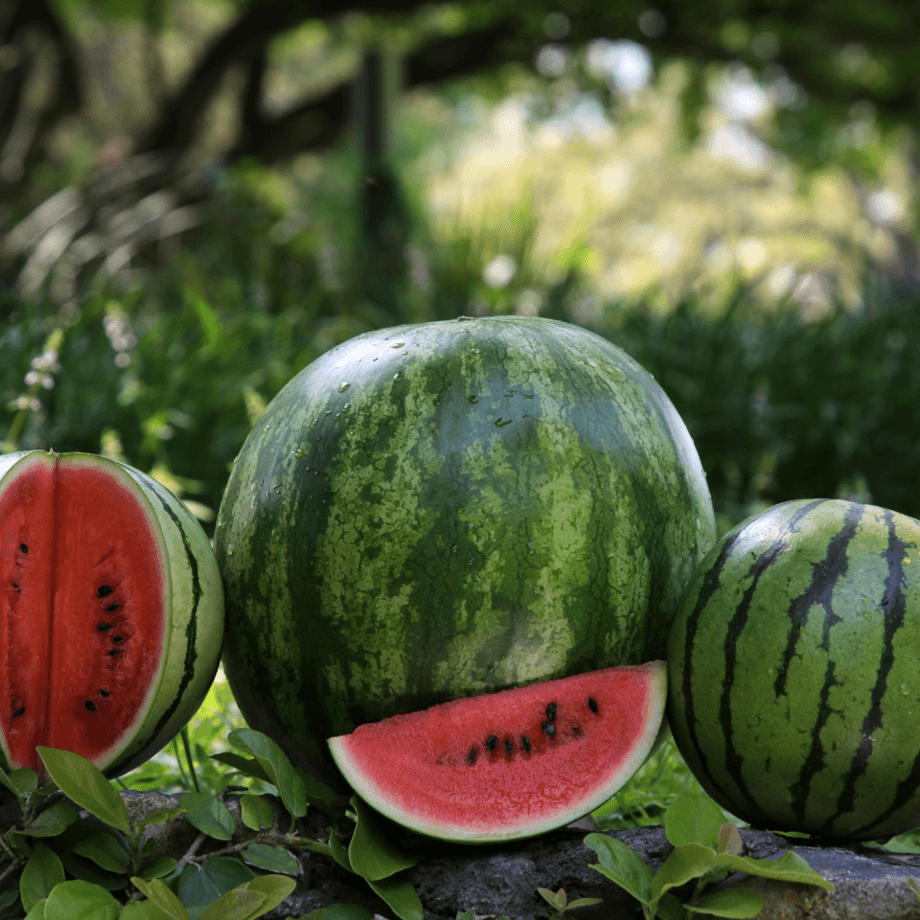 Watermelon seeds agrotechnic growing guide