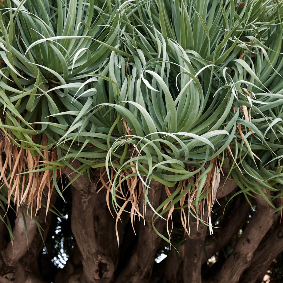 Dracena seeds agrotechnic growing guide