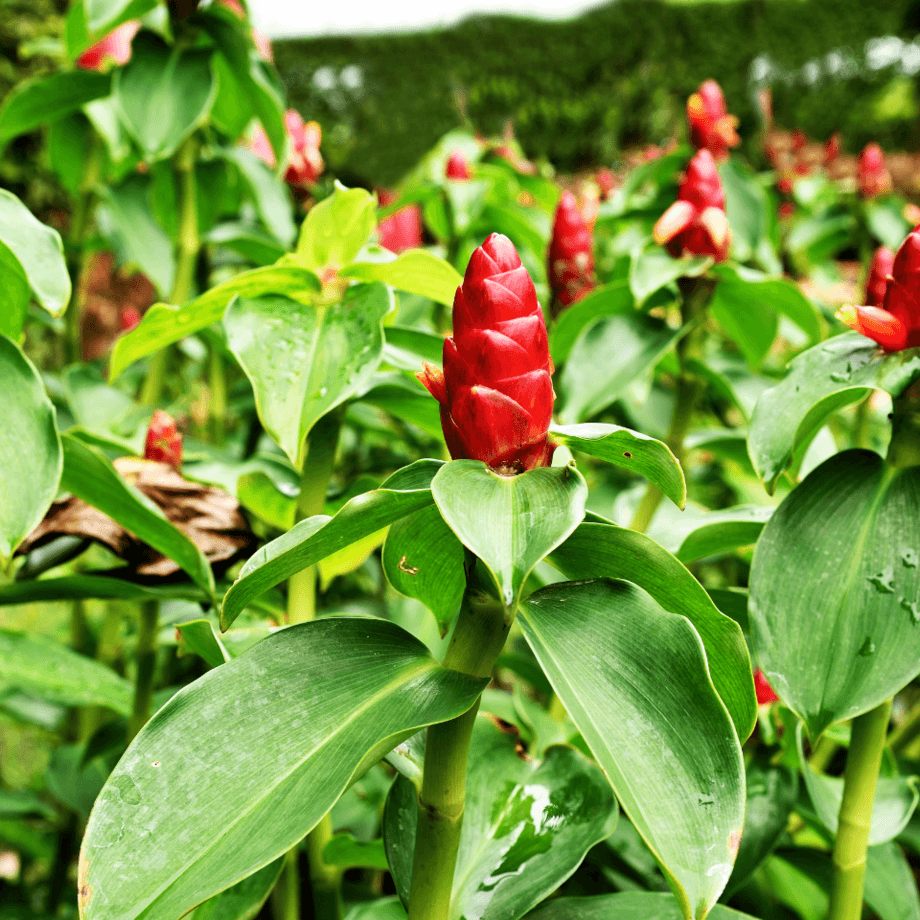 Cheilocostus speciosus seeds agrotechnic growing guide