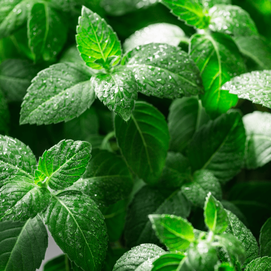 Tulsi seeds agrotechnic growing guide
