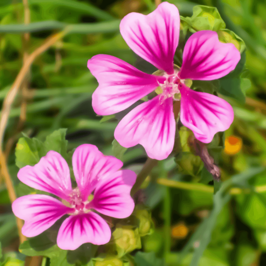Forest malva seeds agrotechnic growing guide