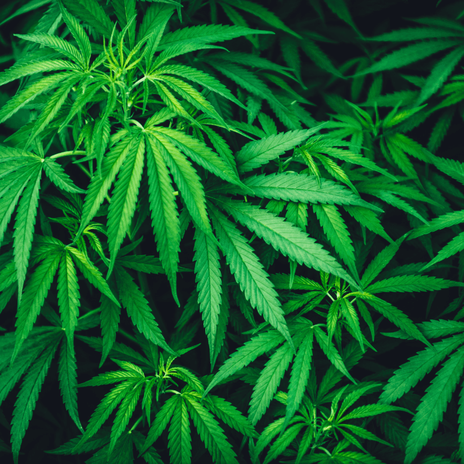 Cannabis seeds agrotechnic growing guide