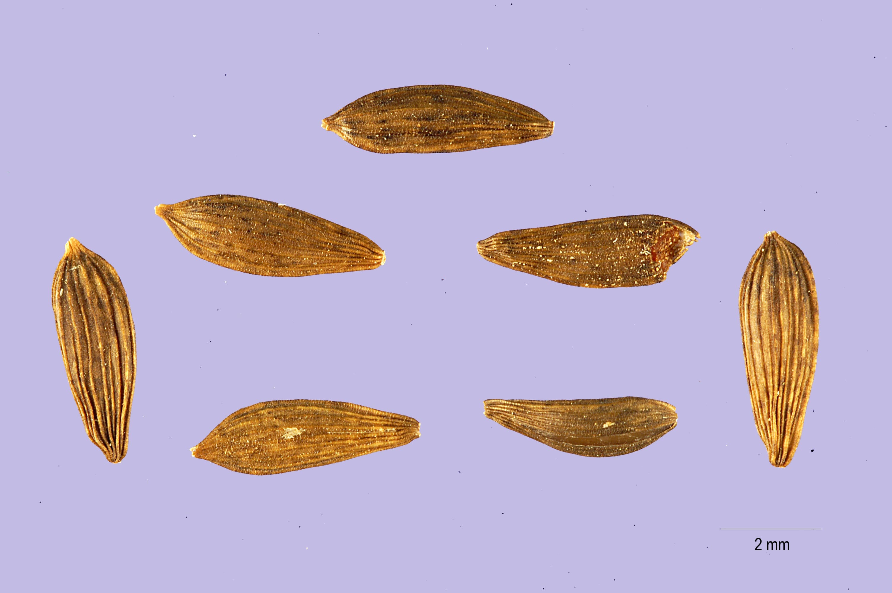 Reference image for Lactuca sativa