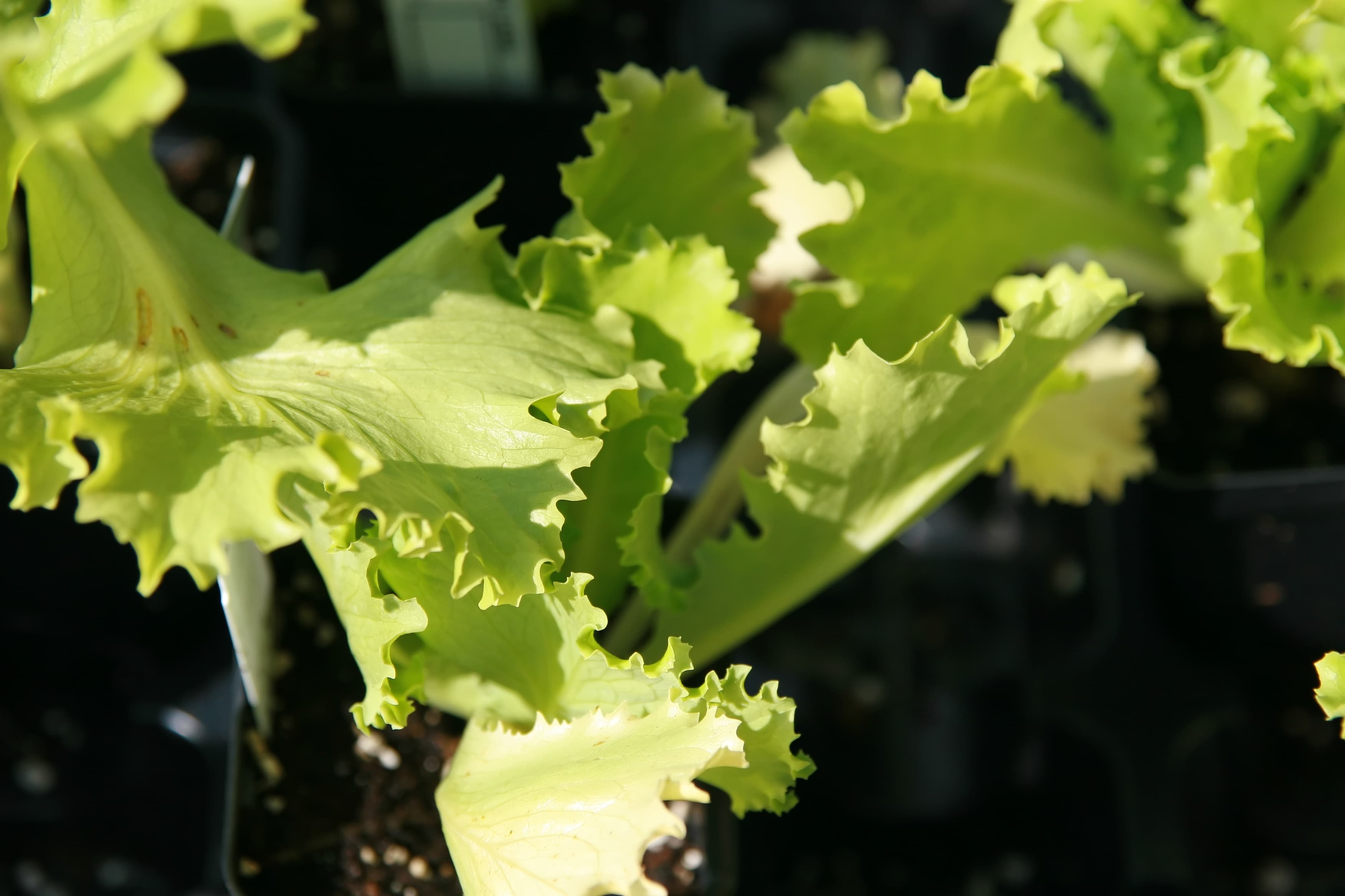 Great Lakes Crisphead Lettuce Seeds