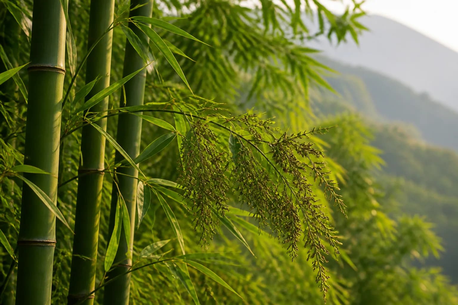 Green bamboo culms, leaves and seed heads in a Himalayan grove