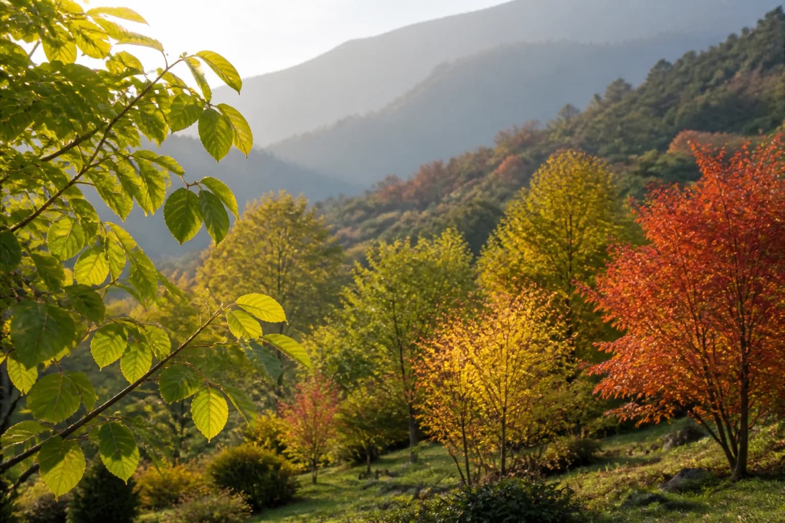 Broadleaf deciduous trees with green, amber and red autumn foliage