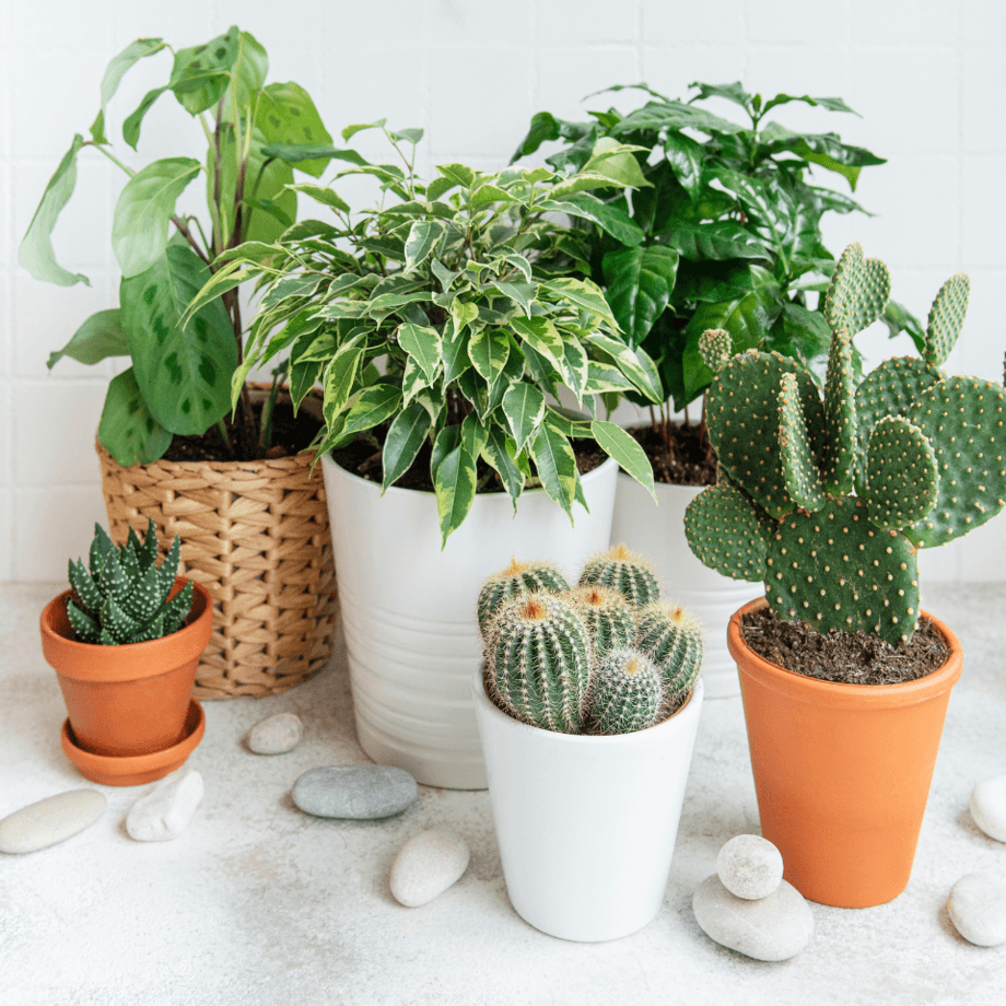 Potted prickly pear and rounded cacti beside leafy houseplants