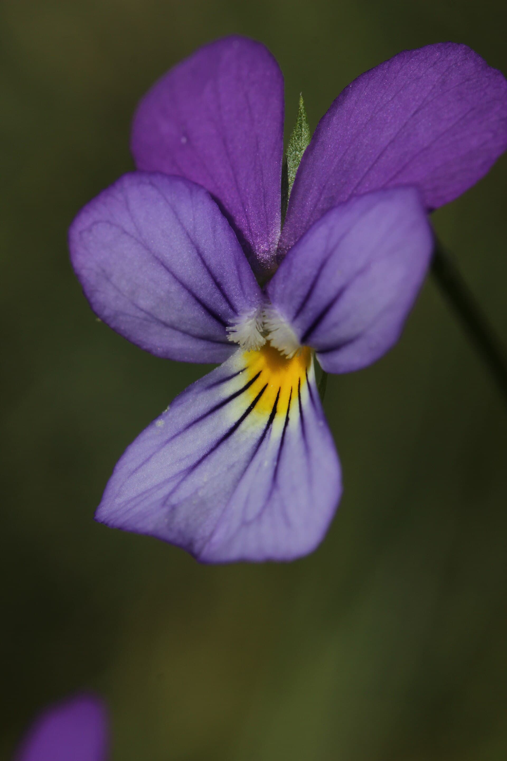 Reference image for Viola tricolor