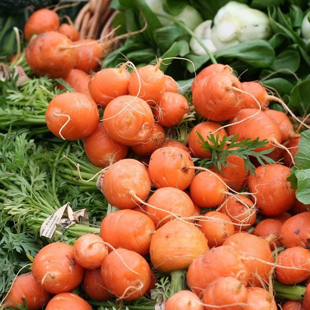 Paris Market Round Carrot Seeds