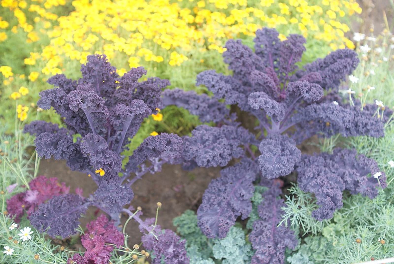 Reference image for Brassica oleracea
