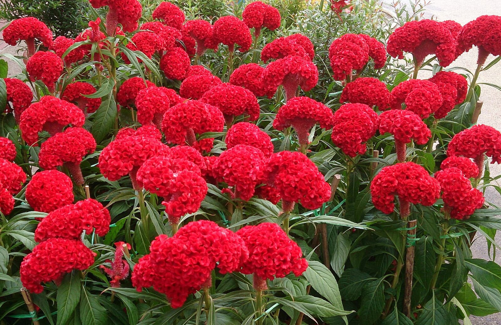 Reference image for Celosia cristata