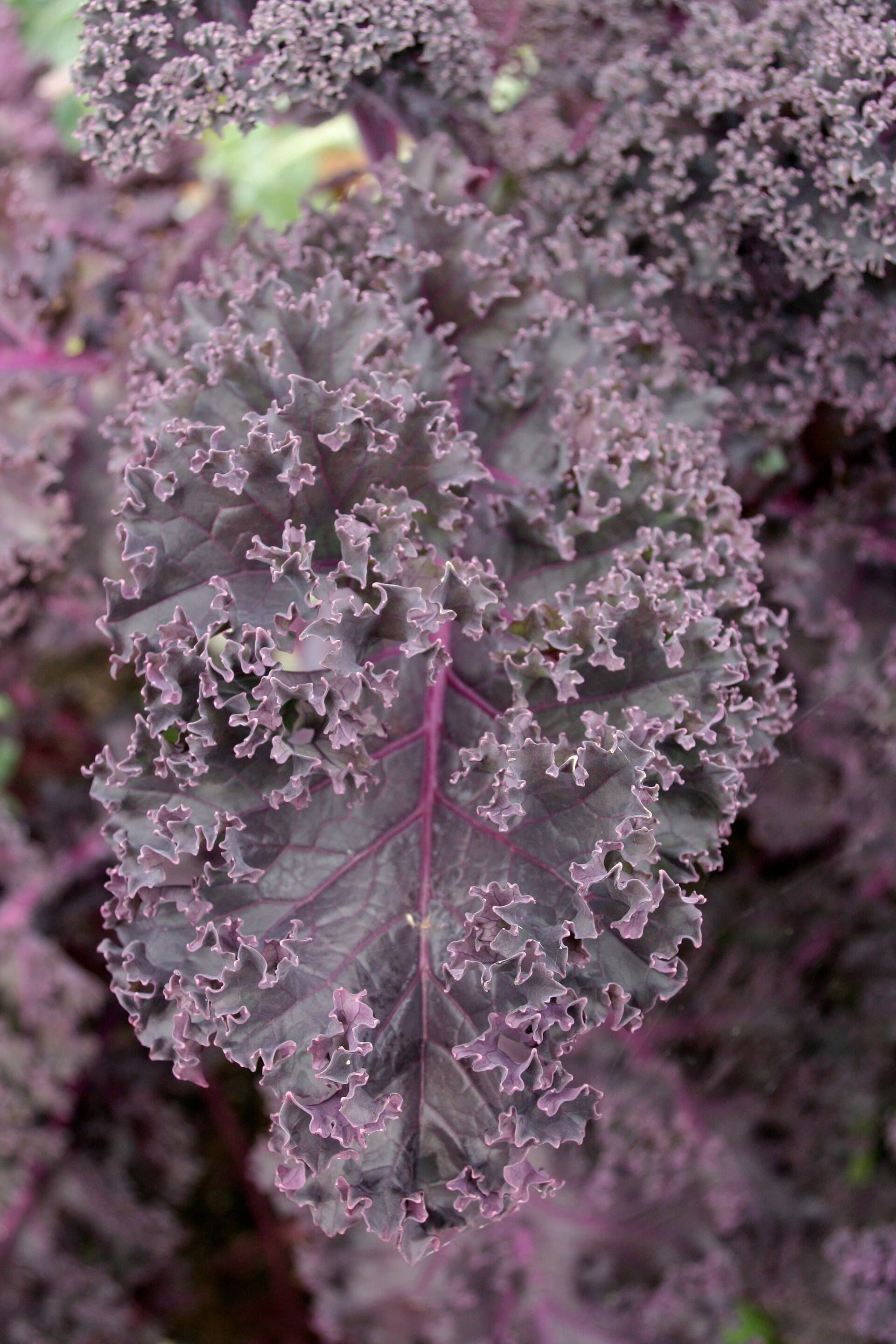 Reference image for Brassica oleracea