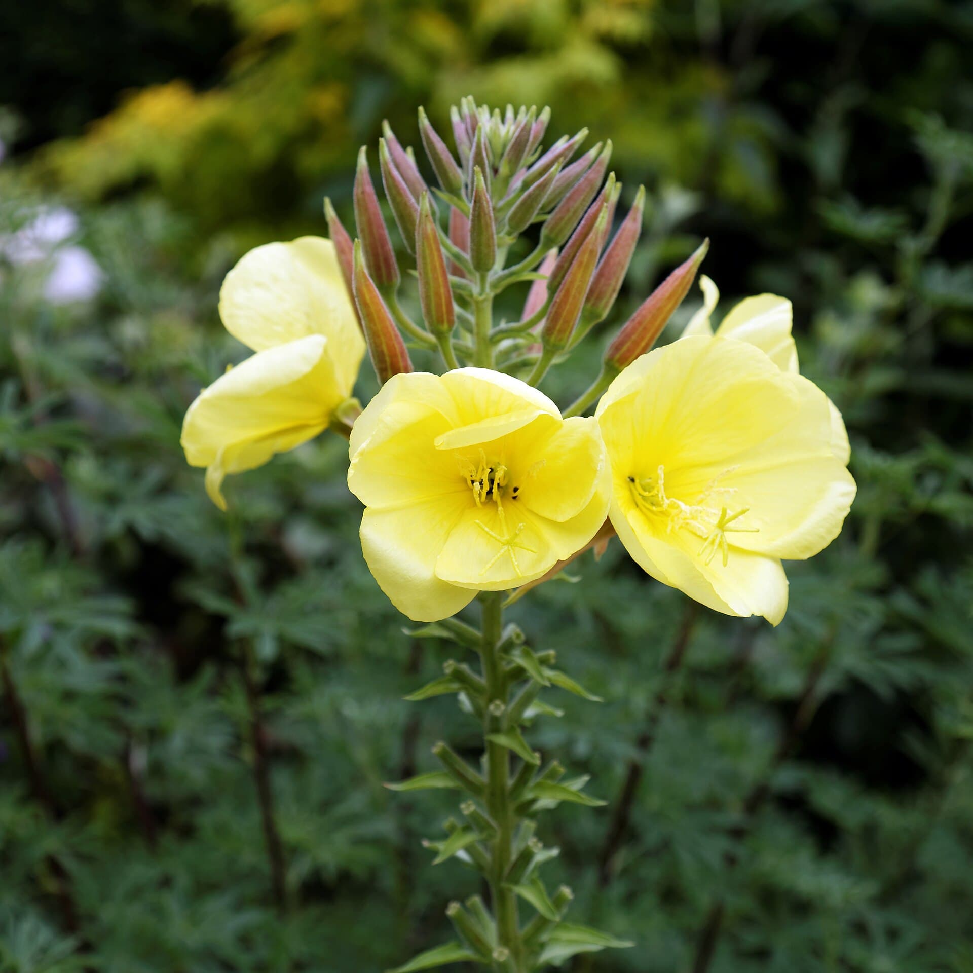 Reference image for Oenothera