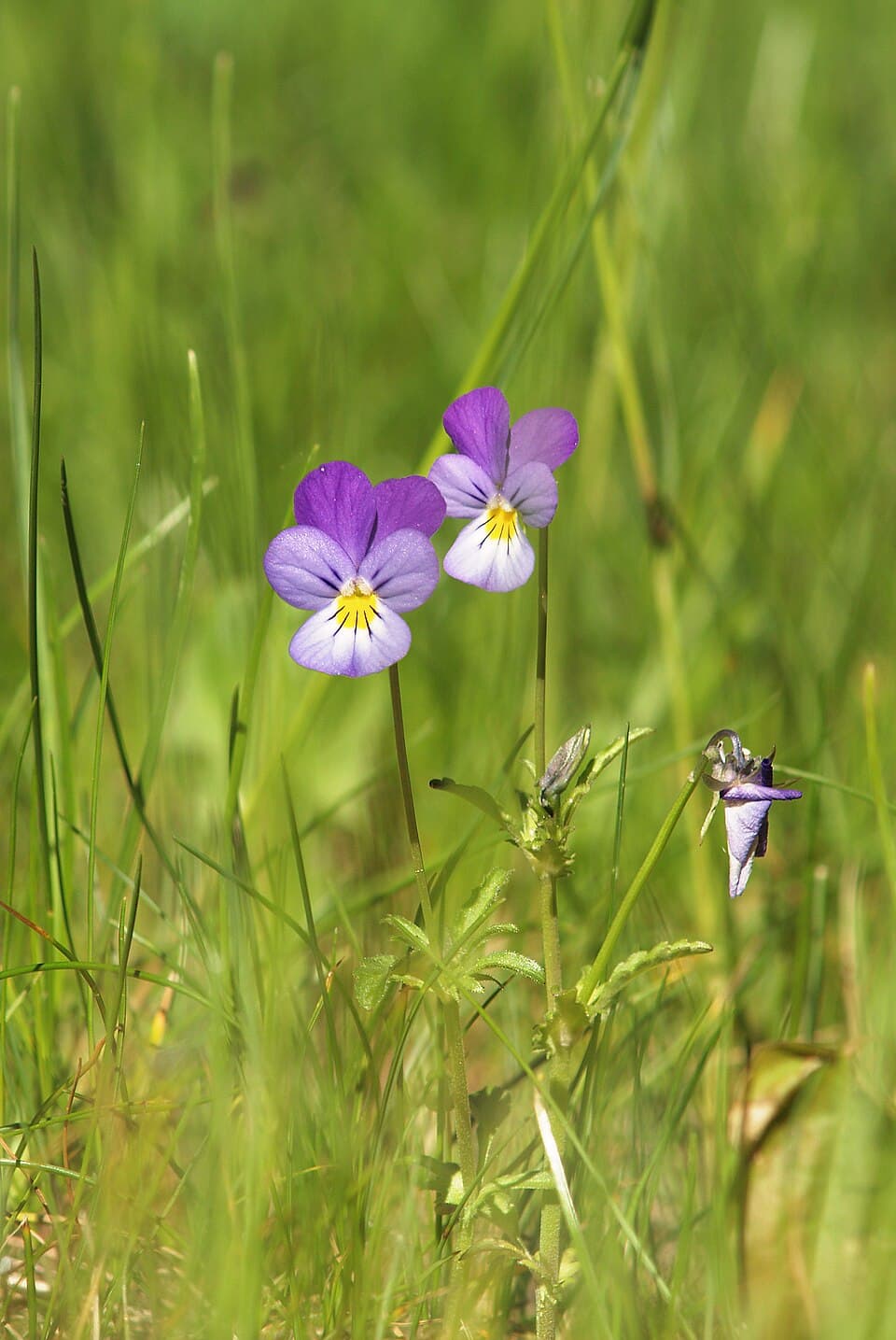 Reference image for Viola tricolor