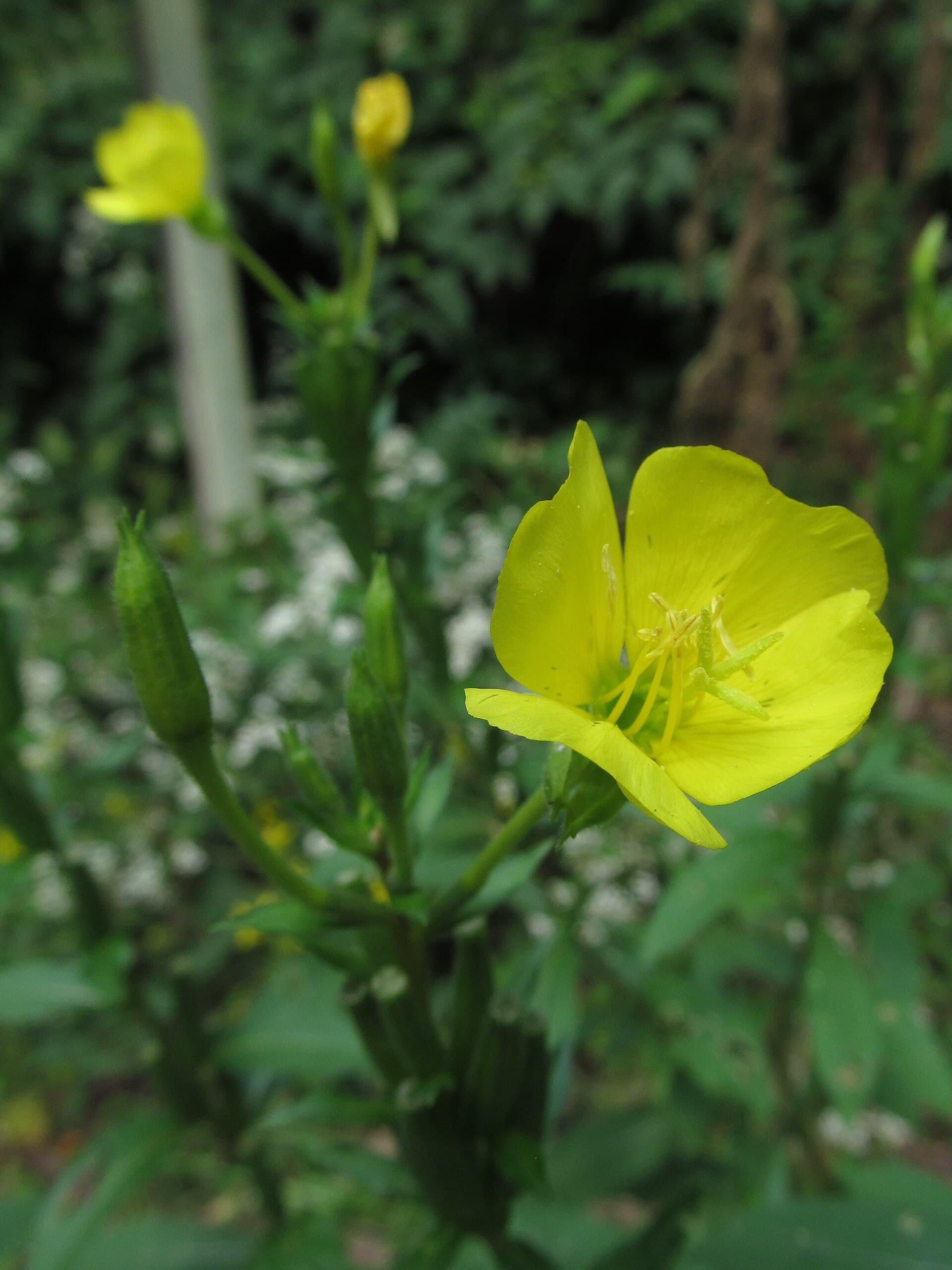 Reference image for Oenothera