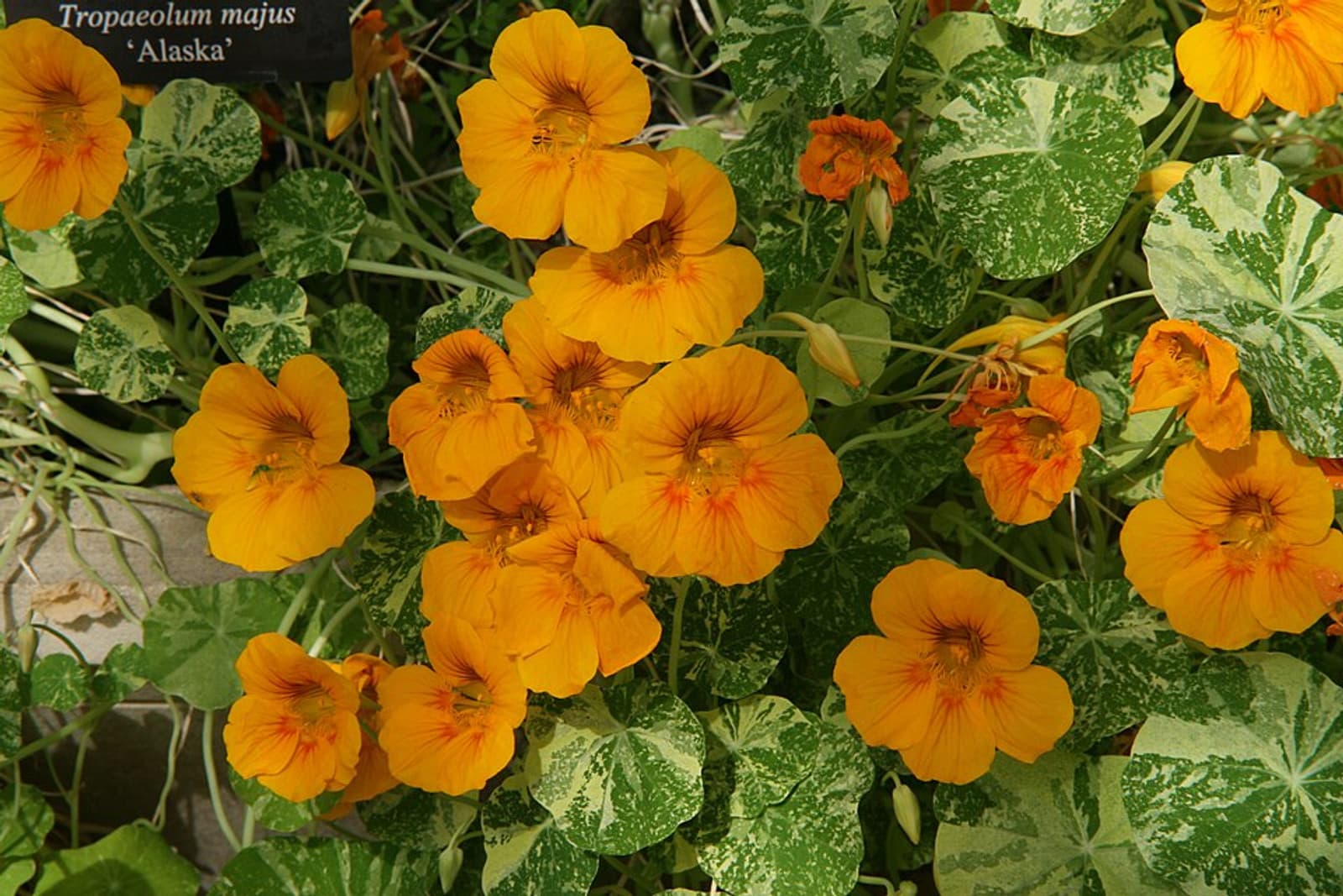 Reference image for Tropaeolum majus