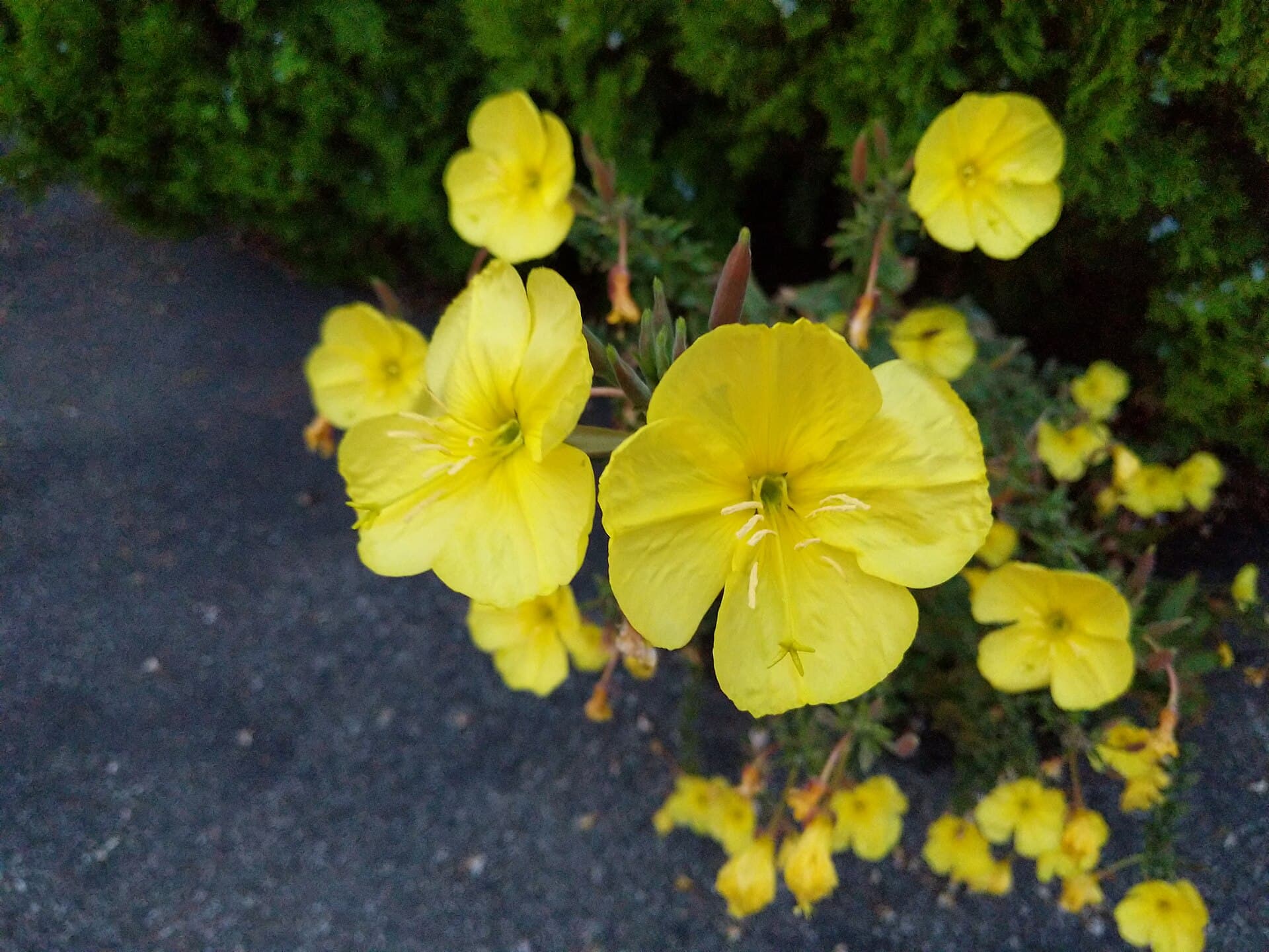 Reference image for Oenothera