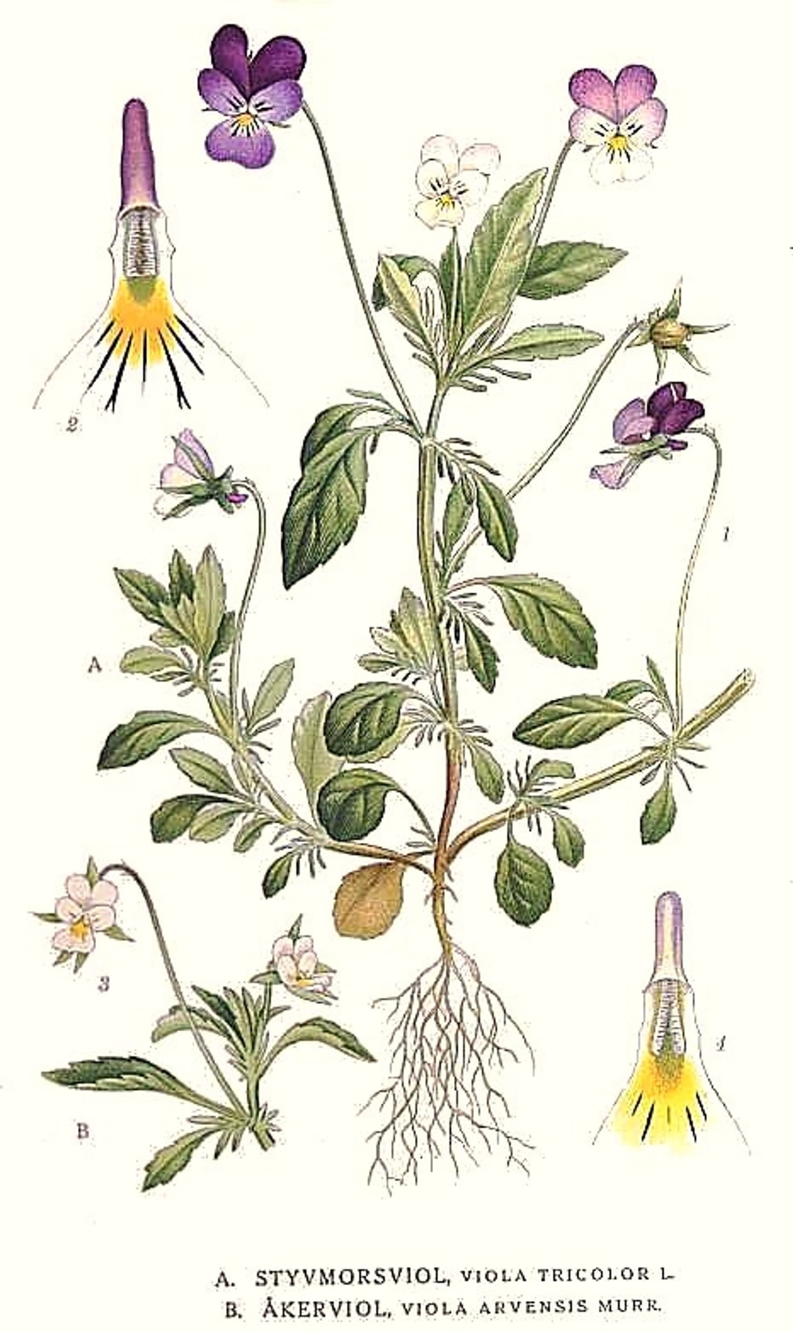 Reference image for Viola tricolor