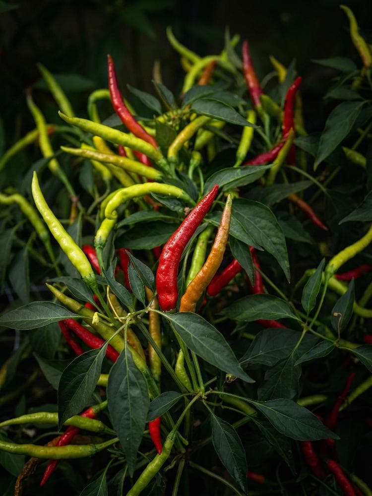 Chili pepper Surajmukhi Seeds