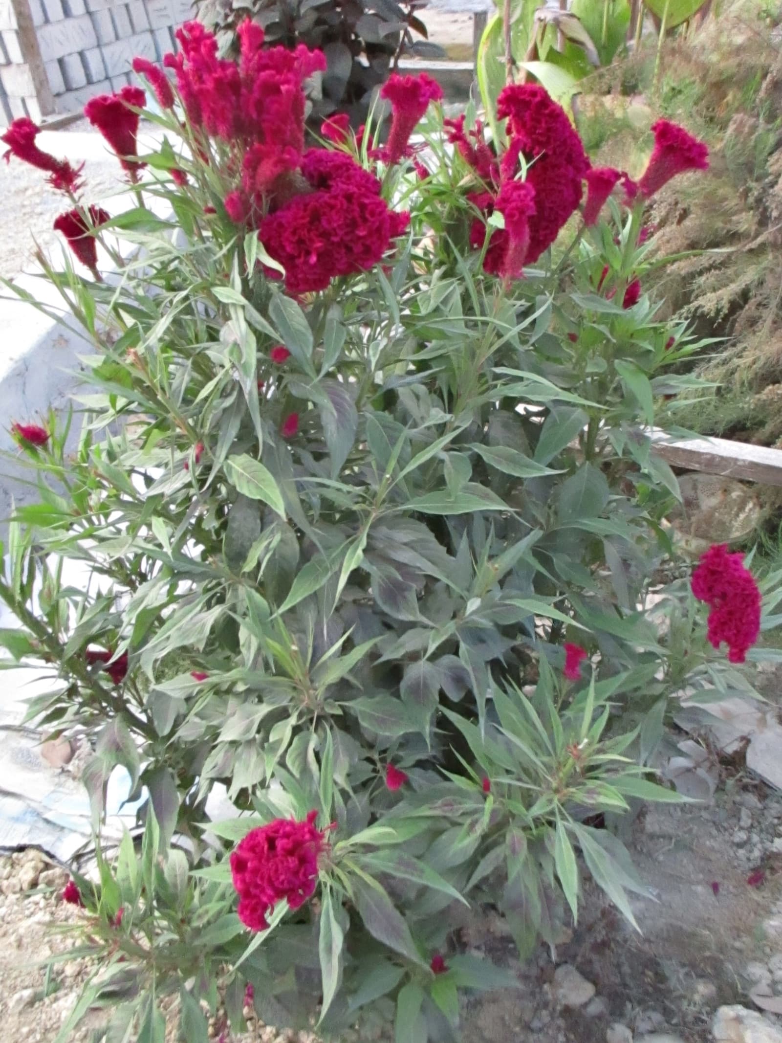 Reference image for Celosia