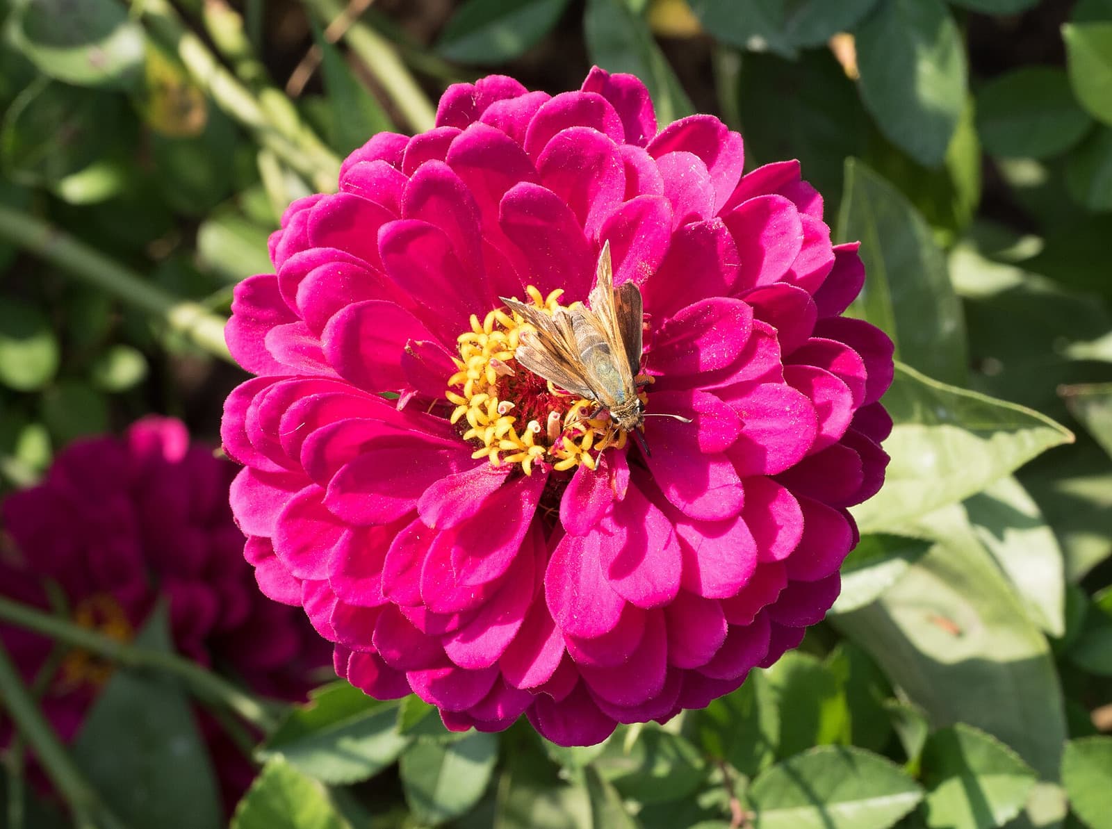 Reference image for Zinnia