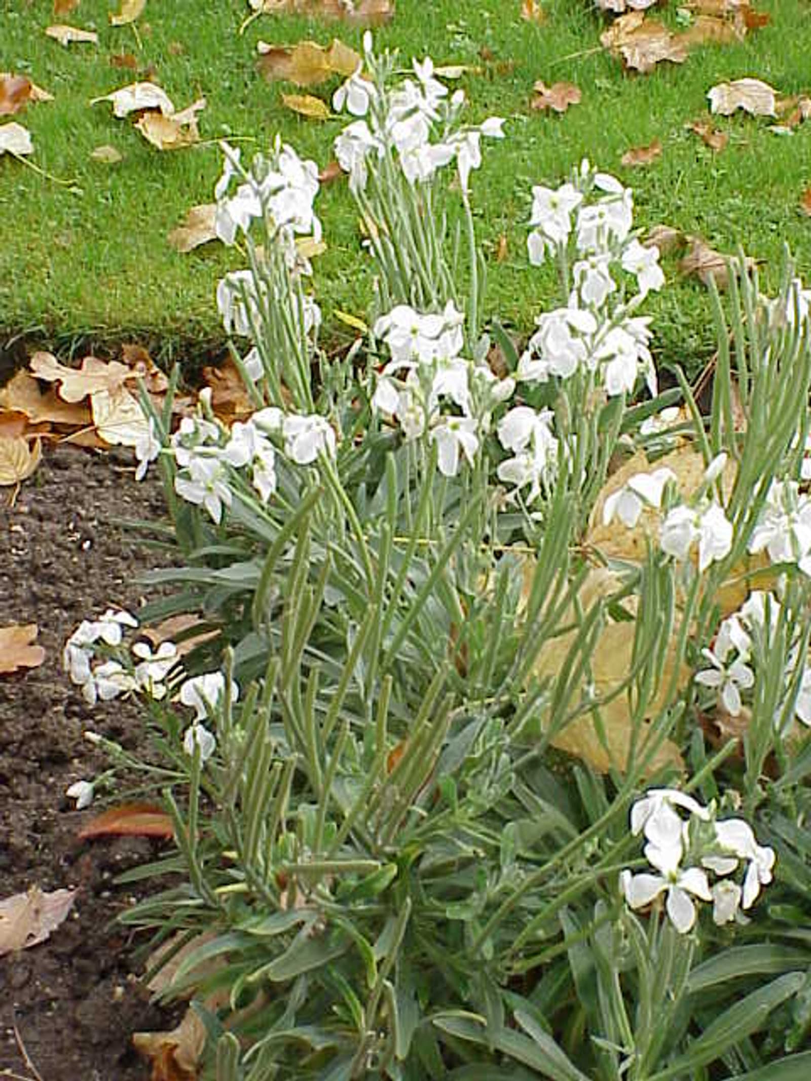 Reference image for Matthiola incana