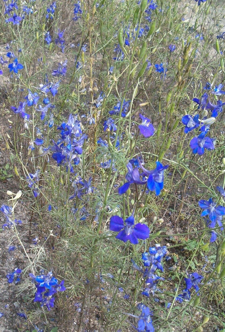 Reference image for Delphinium