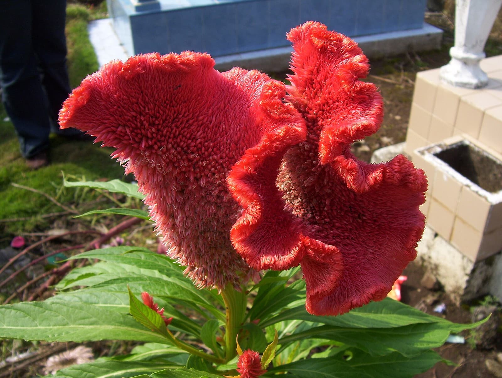 Reference image for Celosia cristata