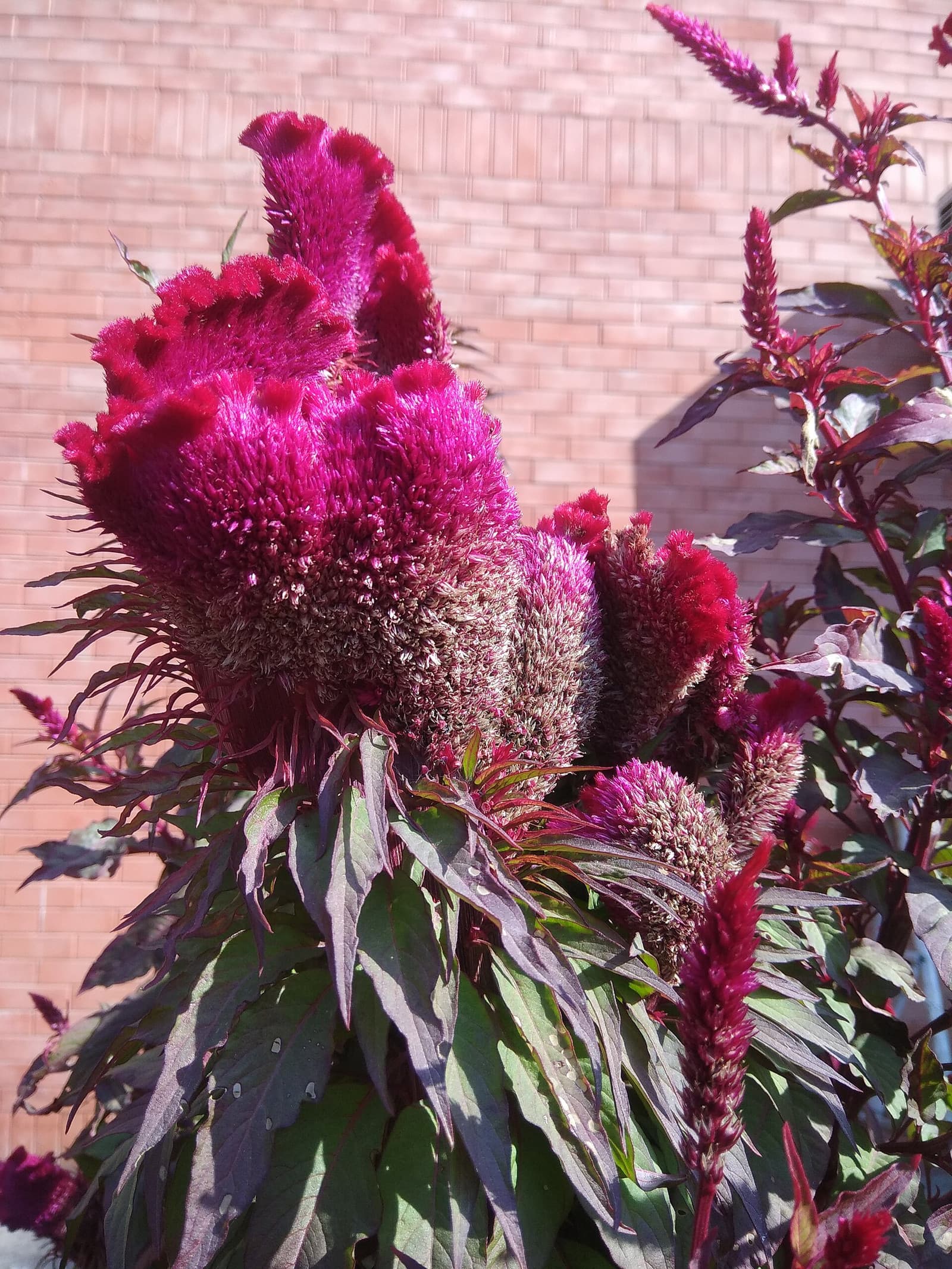 Reference image for Celosia cristata