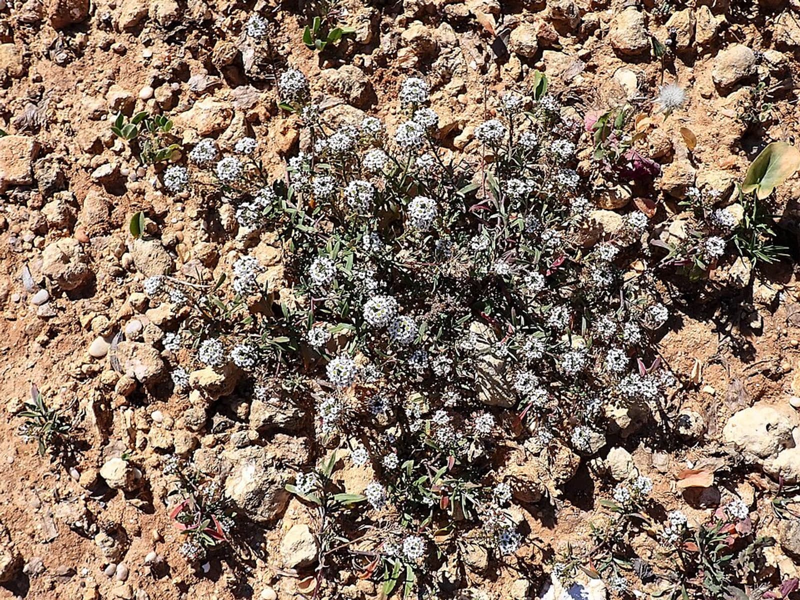 Reference image for Alyssum mix Seeds