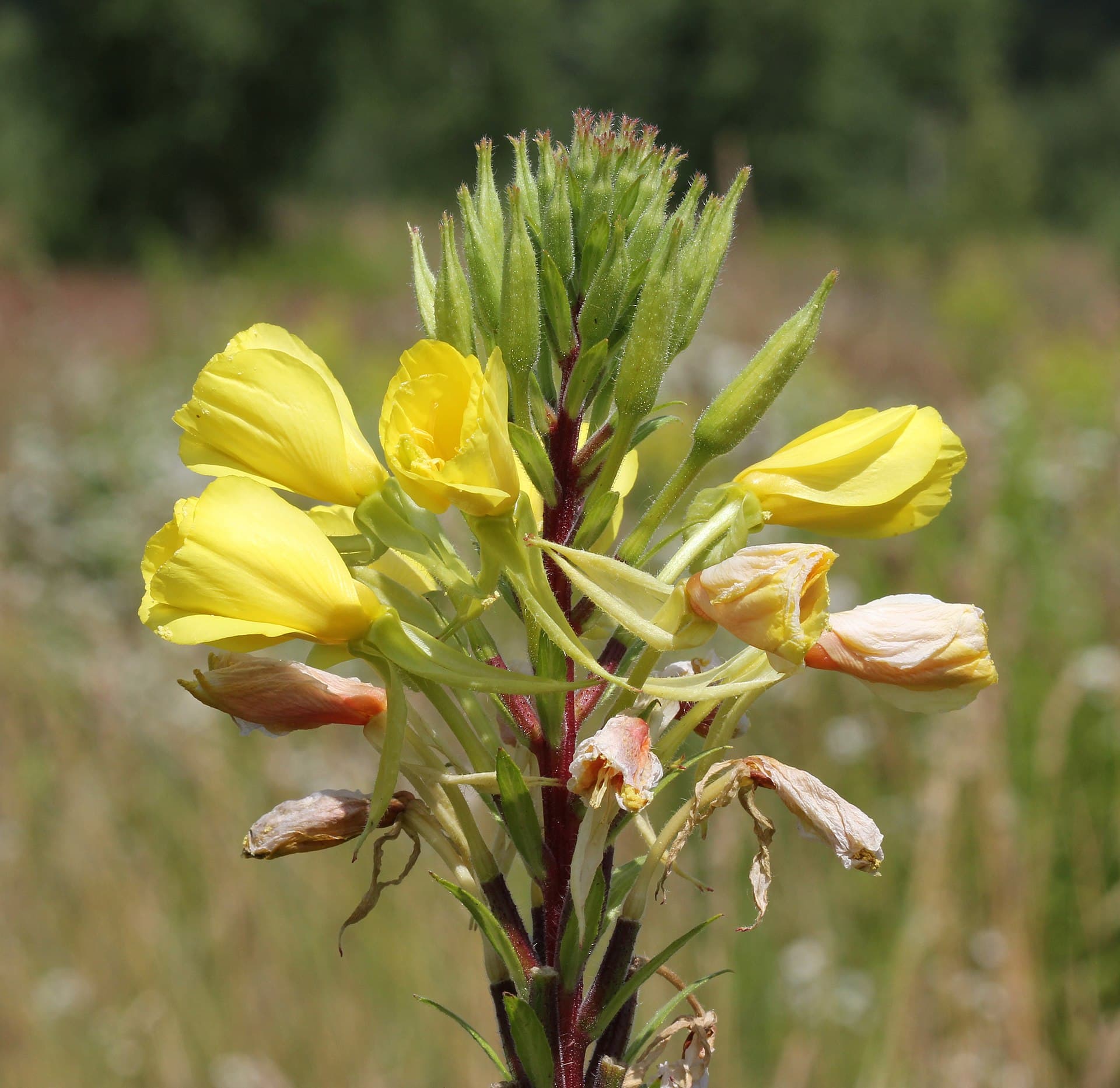 Reference image for Oenothera